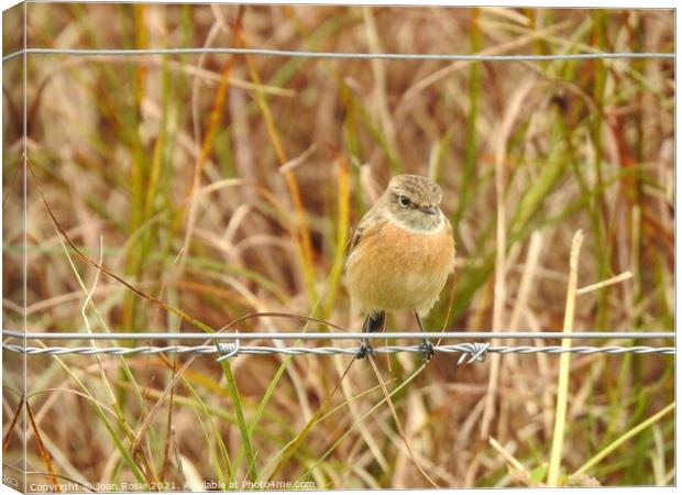 Female Stonechat perching on a wire Canvas Print by Joan Rosie