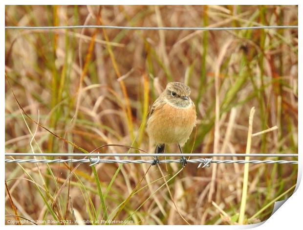 Female Stonechat perching on a wire Print by Joan Rosie