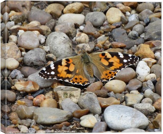 Painted Lady butterfly with spread wings Canvas Print by Joan Rosie