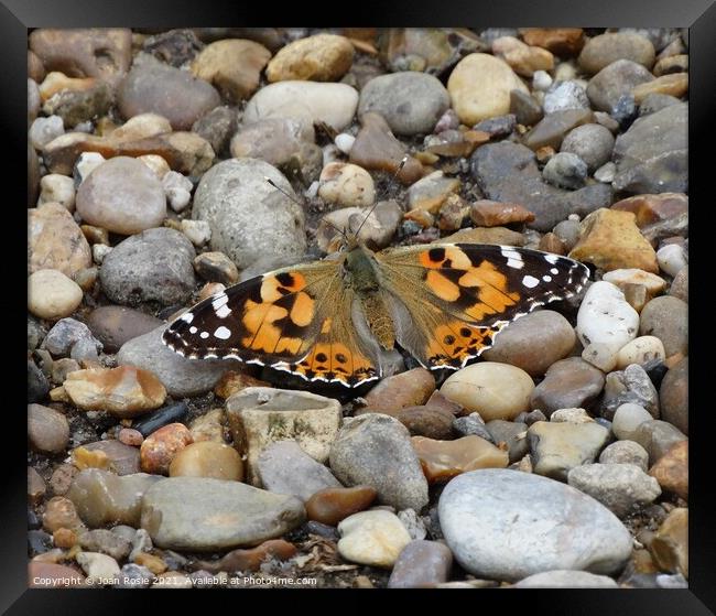 Painted Lady butterfly with spread wings Framed Print by Joan Rosie