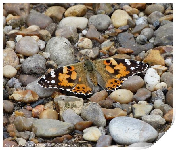 Painted Lady butterfly with spread wings Print by Joan Rosie