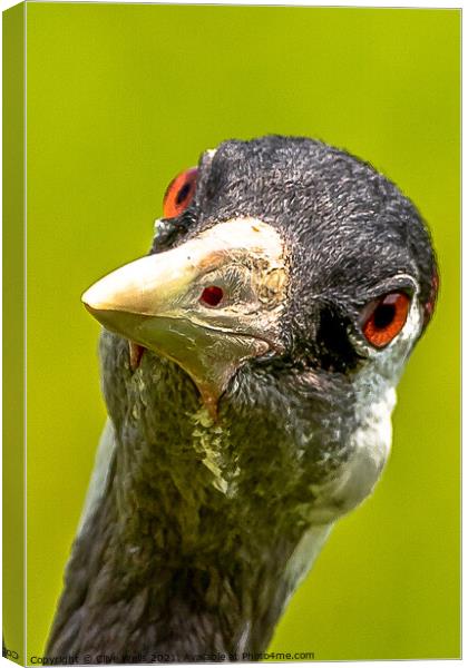 Here`s looking at you. Canvas Print by Clive Wells