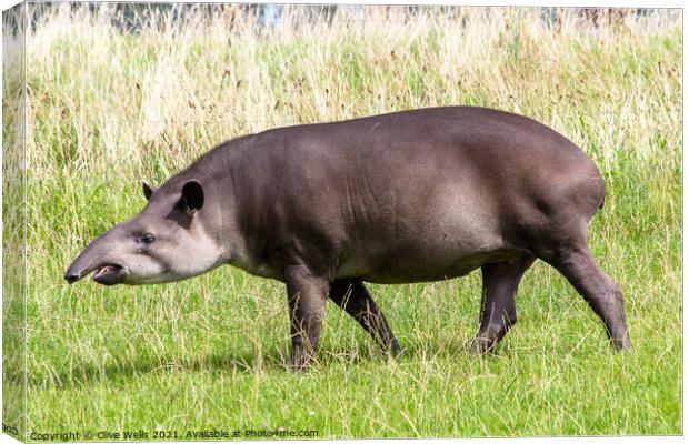 Tapir Canvas Print by Clive Wells