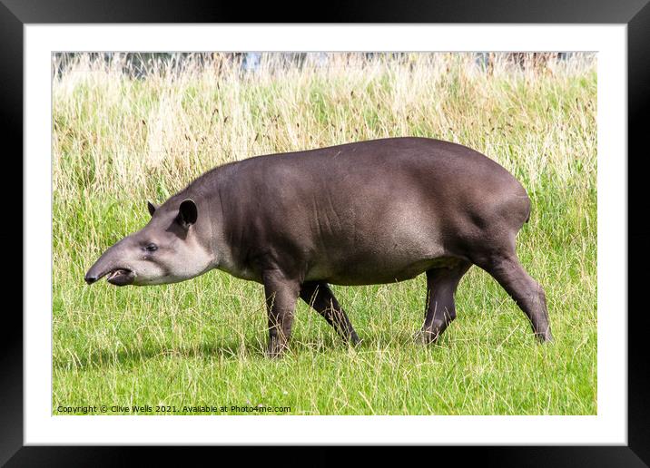 Tapir Framed Mounted Print by Clive Wells