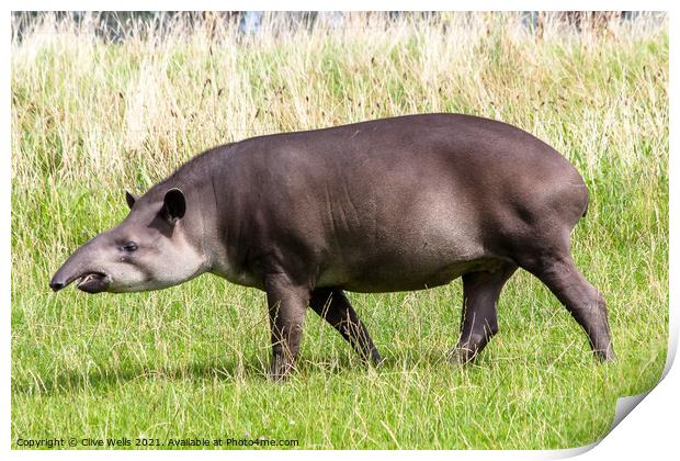 Tapir Print by Clive Wells