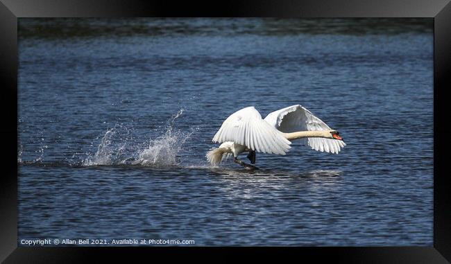 Mute Swan Taking off Framed Print by Allan Bell