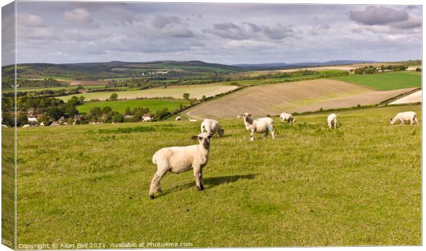 Sheep on South Downs Canvas Print by Allan Bell