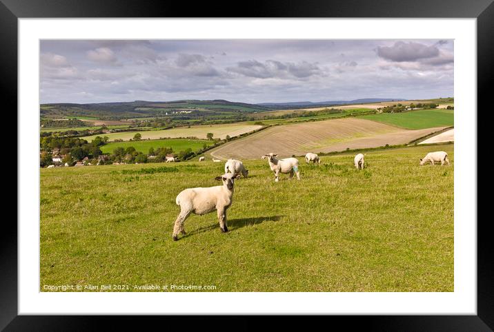 Sheep on South Downs Framed Mounted Print by Allan Bell