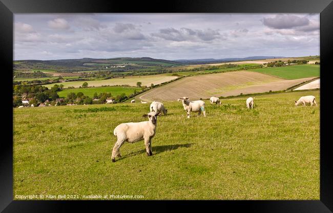 Sheep on South Downs Framed Print by Allan Bell