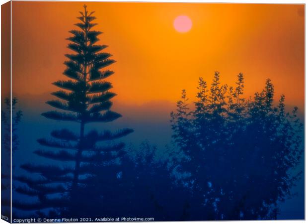 Norfolk Island Pine Tree Menorca Canvas Print by Deanne Flouton