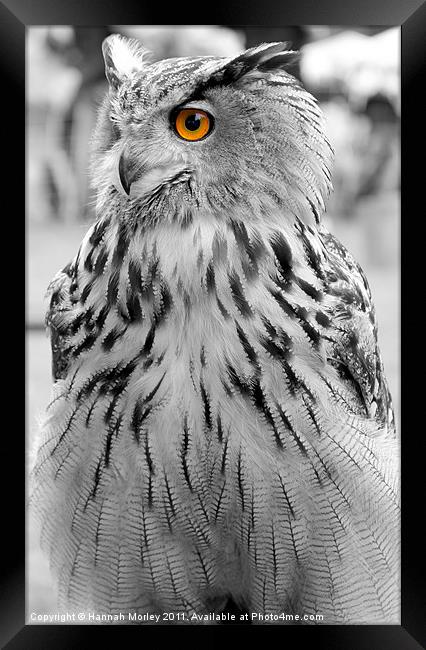Eagle Eyes Framed Print by Hannah Morley