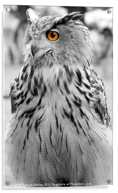 Eagle Eyes Acrylic by Hannah Morley