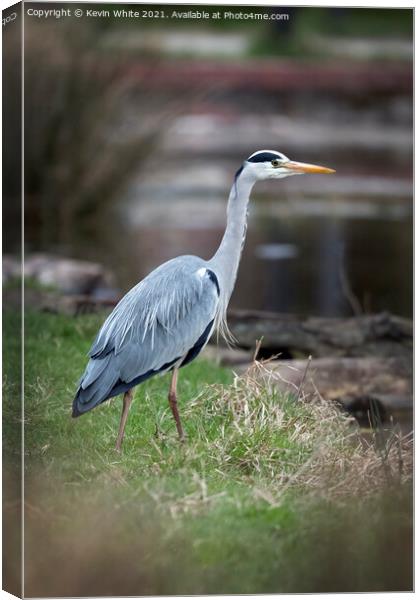 Heron by pond Canvas Print by Kevin White
