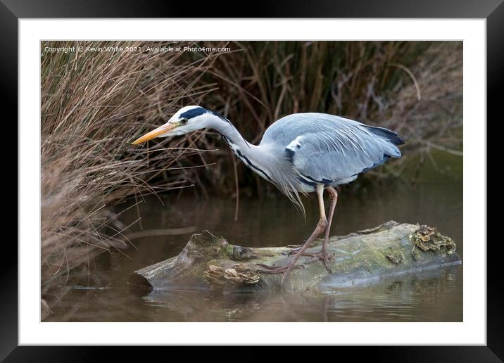 Heron has spotted something Framed Mounted Print by Kevin White