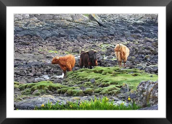 Highland Cattle Framed Mounted Print by Ruth Hallam