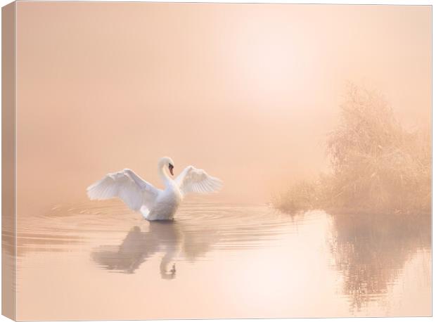 Soft Pink Swan Canvas Print by David Neighbour