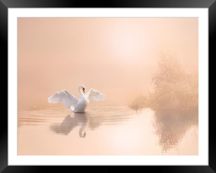 Soft Pink Swan Framed Mounted Print by David Neighbour