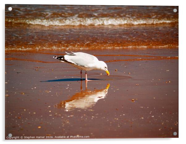 Gull & Reflection Acrylic by Stephen Hamer
