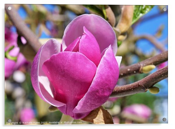 Magnolia Flower Acrylic by Nathalie Hales