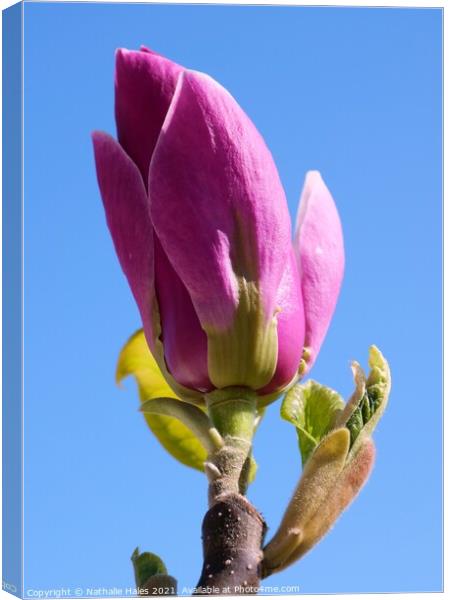 Pink Magnolia Bud in the Spring Sun Canvas Print by Nathalie Hales