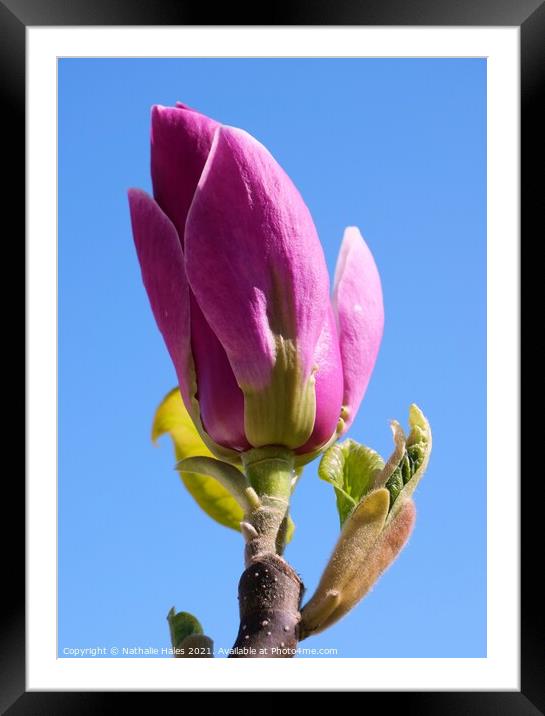 Pink Magnolia Bud in the Spring Sun Framed Mounted Print by Nathalie Hales