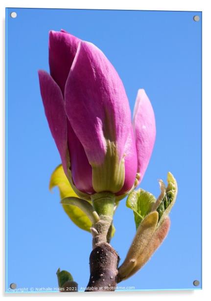 Pink Magnolia Bud in the Spring Sun Acrylic by Nathalie Hales