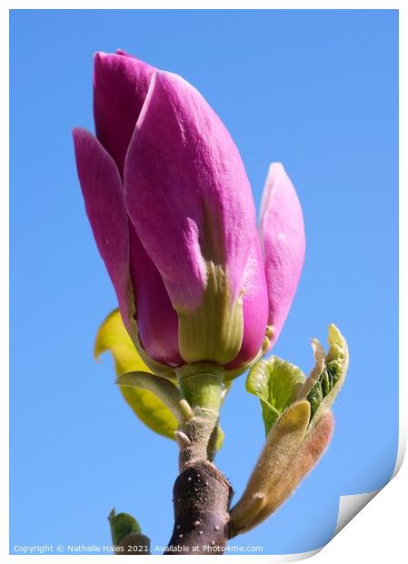 Pink Magnolia Bud in the Spring Sun Print by Nathalie Hales
