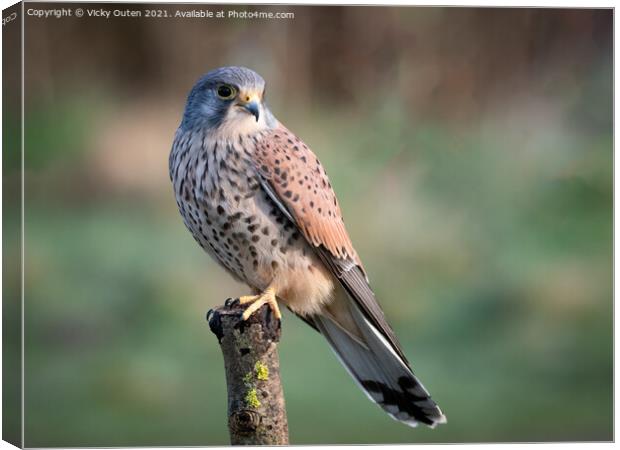A beautiful kestrel perched on a post Canvas Print by Vicky Outen
