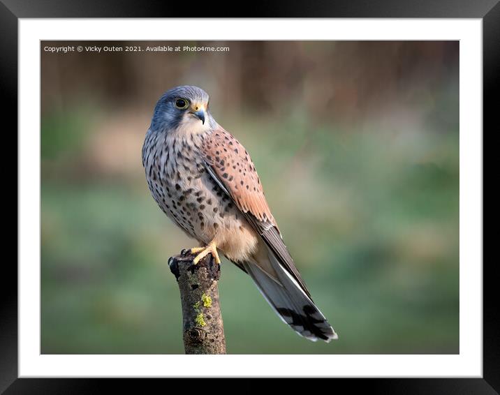 A beautiful kestrel perched on a post Framed Mounted Print by Vicky Outen