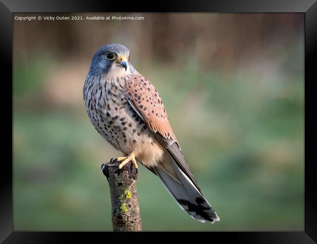 A beautiful kestrel perched on a post Framed Print by Vicky Outen