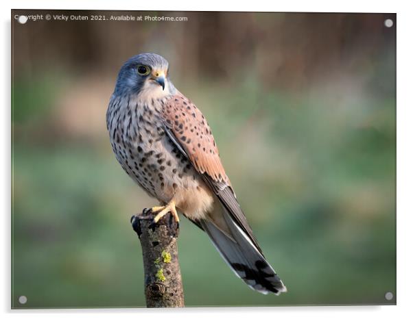 A beautiful kestrel perched on a post Acrylic by Vicky Outen