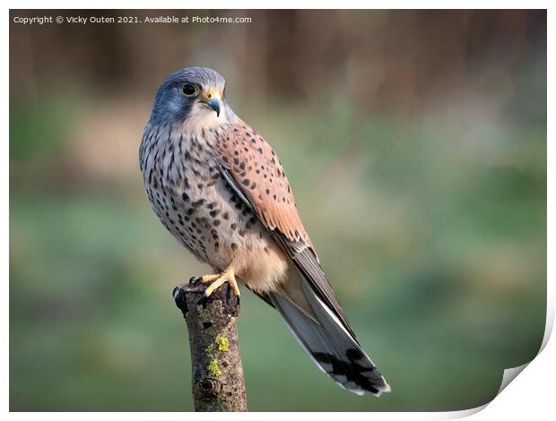 A beautiful kestrel perched on a post Print by Vicky Outen