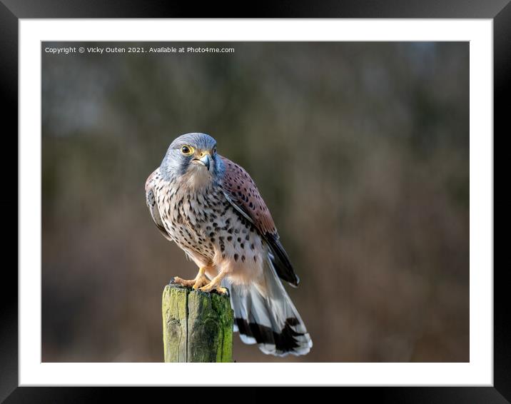 Kestrel perched on a post Framed Mounted Print by Vicky Outen