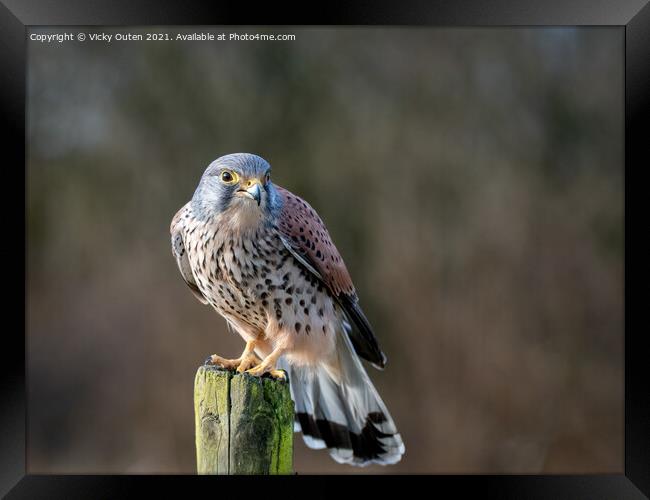 Kestrel perched on a post Framed Print by Vicky Outen