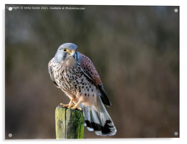 Kestrel perched on a post Acrylic by Vicky Outen