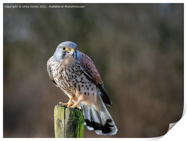 Kestrel perched on a post Print by Vicky Outen