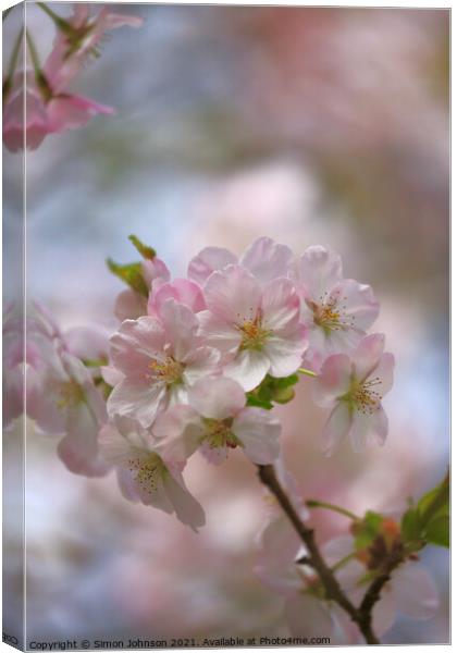spring Blossom  Canvas Print by Simon Johnson