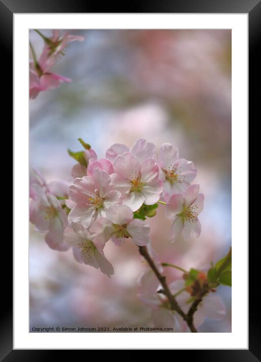 spring Blossom  Framed Mounted Print by Simon Johnson