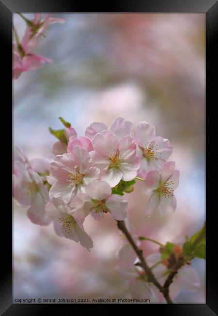 spring Blossom  Framed Print by Simon Johnson