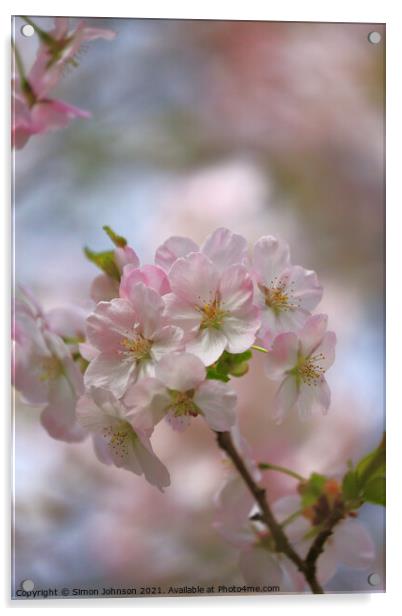spring Blossom  Acrylic by Simon Johnson