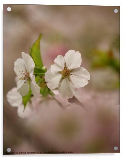 Blossom flower Acrylic by Simon Johnson