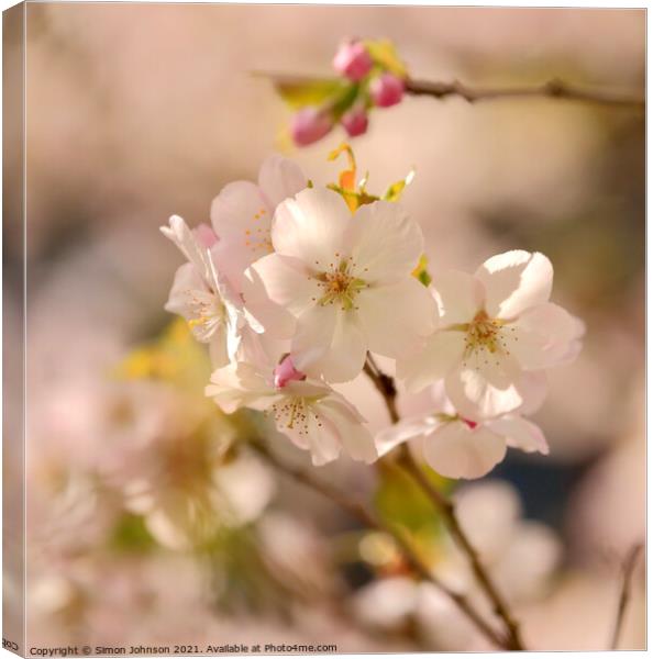 Sunlit Spring Blossom Canvas Print by Simon Johnson