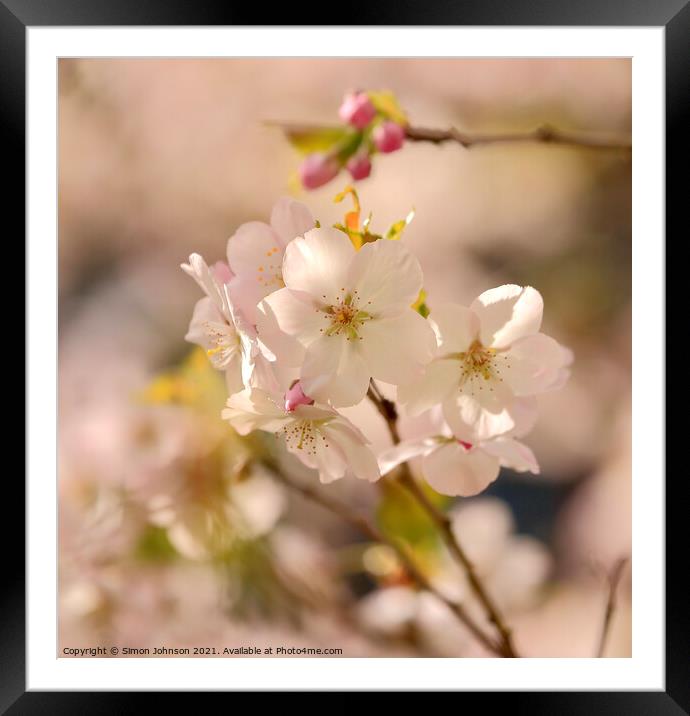 Sunlit Spring Blossom Framed Mounted Print by Simon Johnson