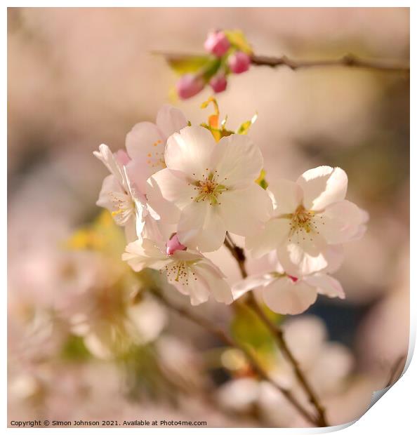 Sunlit Spring Blossom Print by Simon Johnson