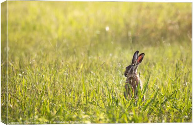 Hare Today Canvas Print by Pete Evans