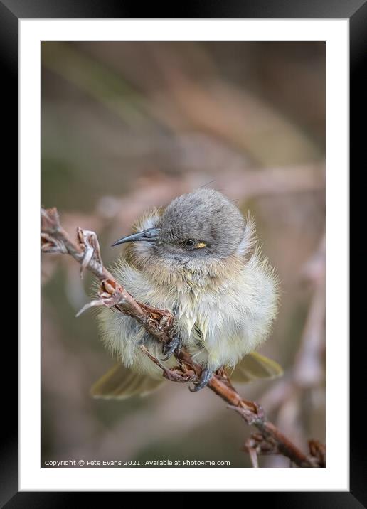 Cute Young Bird Framed Mounted Print by Pete Evans
