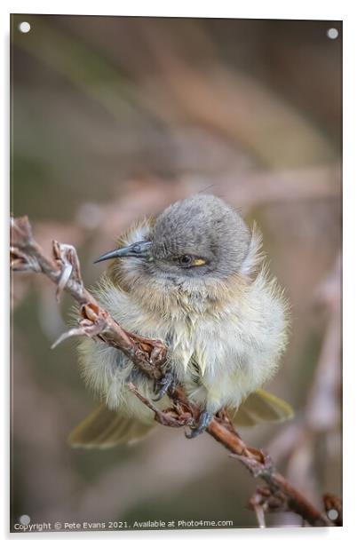 Cute Young Bird Acrylic by Pete Evans