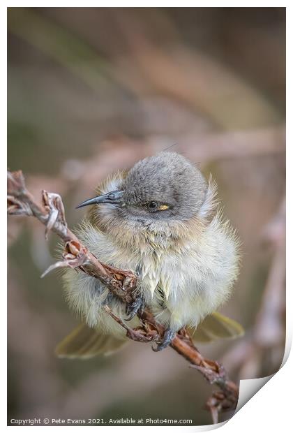 Cute Young Bird Print by Pete Evans