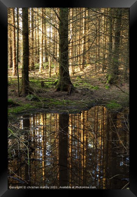 Forest refection's Framed Print by christian maltby