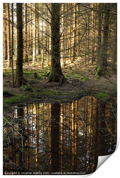 Forest refection's Print by christian maltby